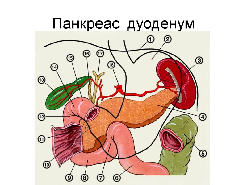 Панкреас  дуоденум